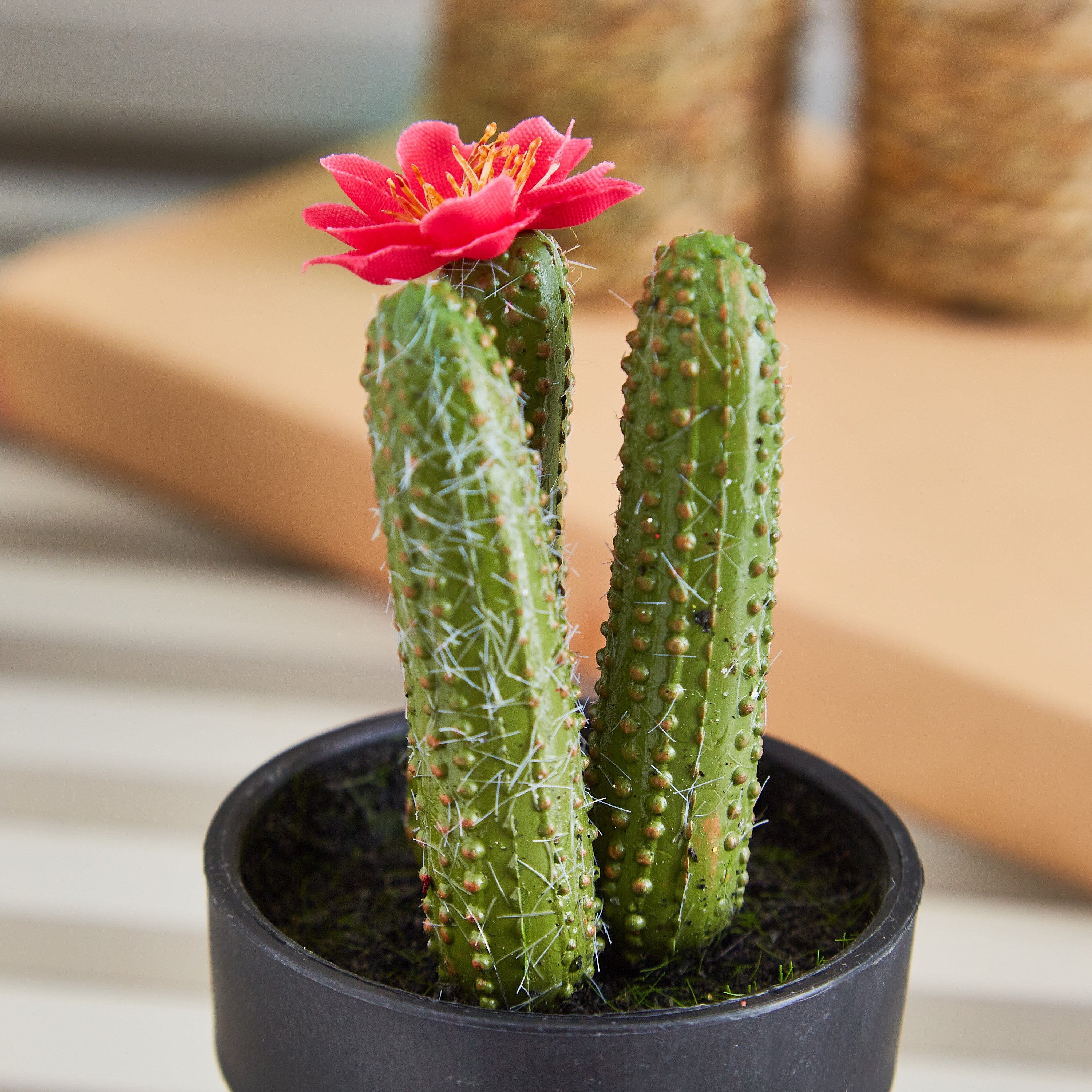 نبتة صبار صغيرة بالزهور من إيدينك - 12 سم-hbxdecorandfurnishings-homeaccessories-artificialflowersandplants-image-2