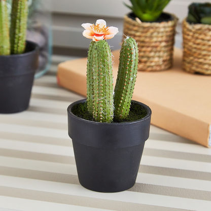 Edenic Mini Cactus Plant with Flower - 12 cms