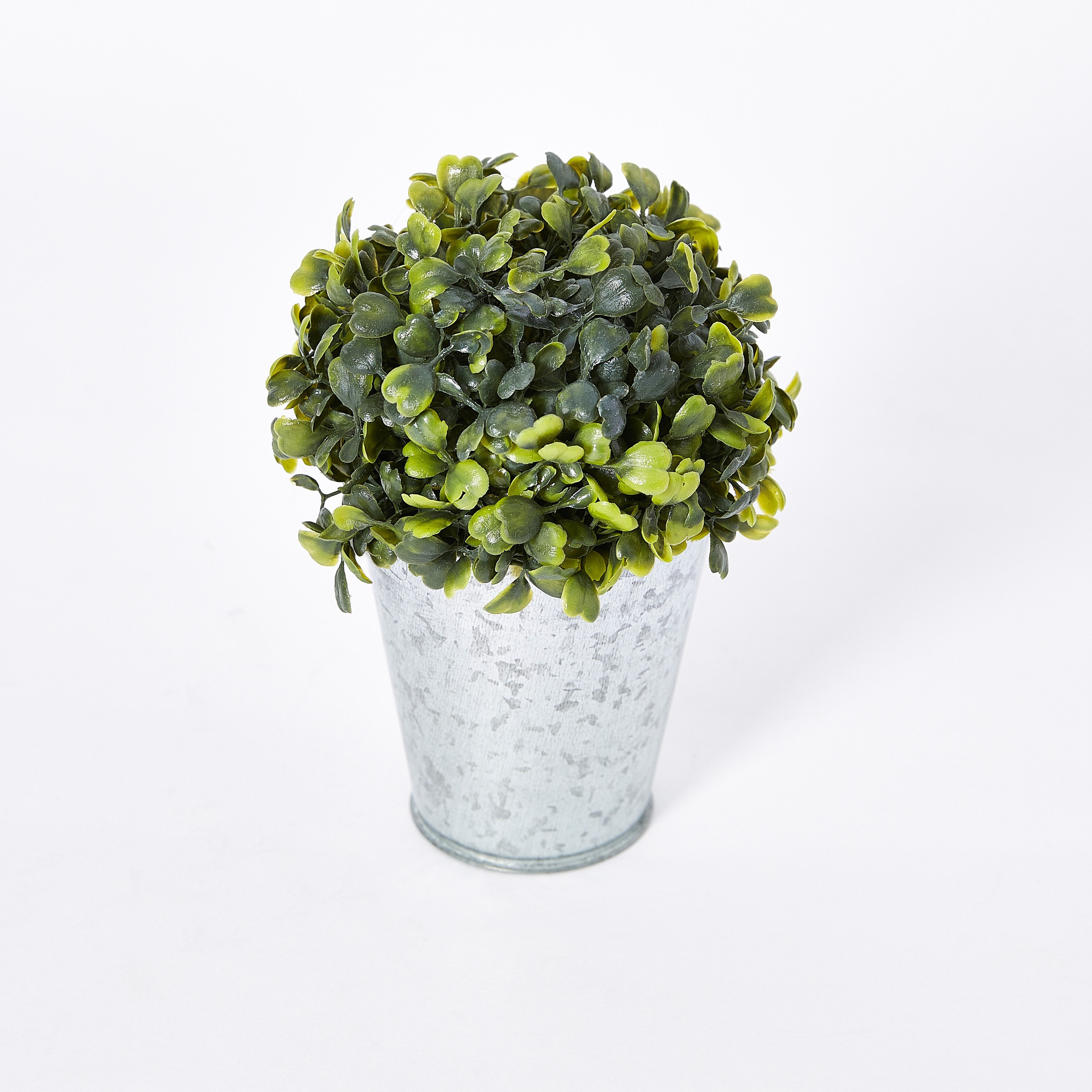 نبتة خشب البقس في إصيص من ليفيا - 30 سم-hbxdecorandfurnishings-homeaccessories-artificialflowersandplants-image-5