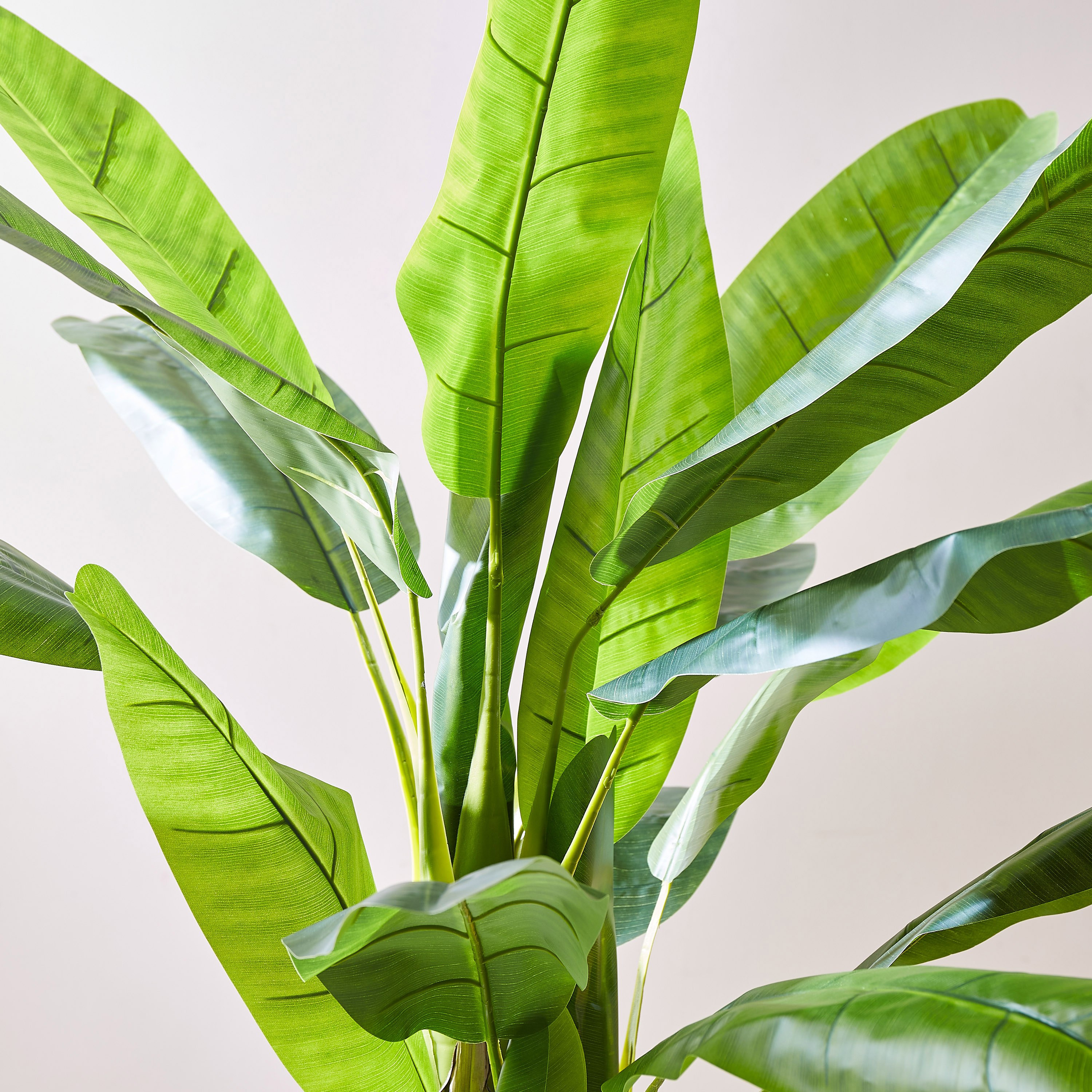 شجرة بانانا بـ3 جذوع من تيودورا - 180 سم-hbxdecorandfurnishings-homeaccessories-artificialflowersandplants-image-2