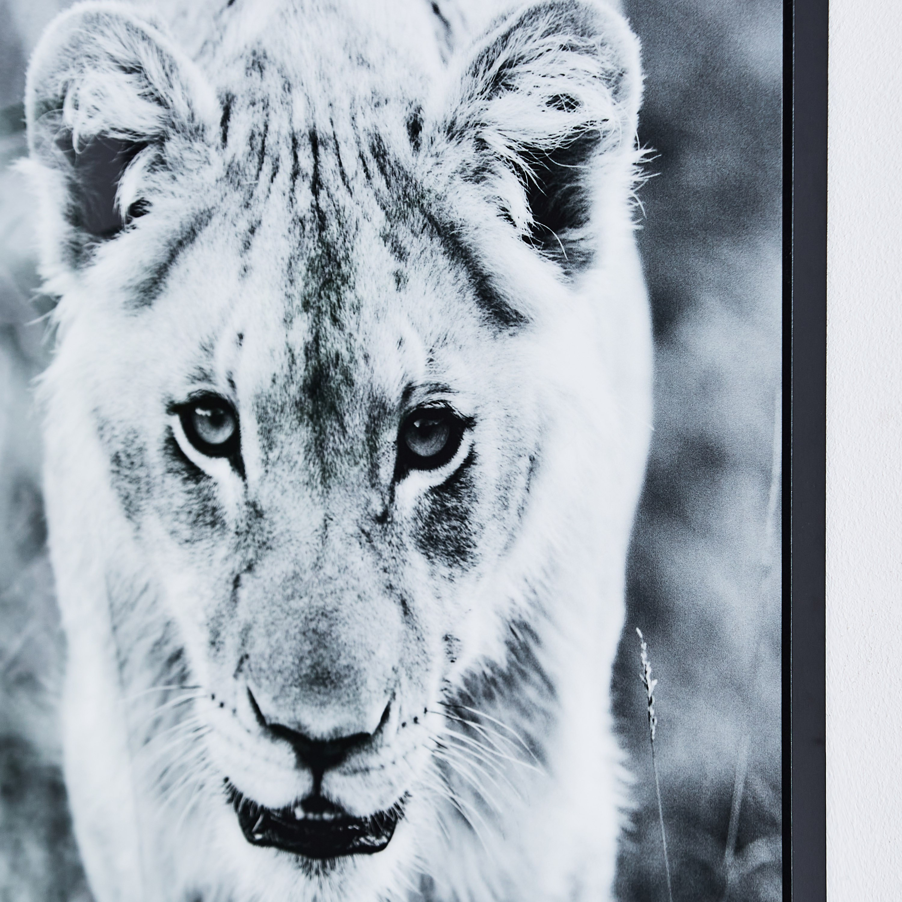 لوحة مؤطّرة لامعة لبؤة من بيترا - 40x3x60 سم-PROMO_HB_AE_B1G1_250925-image-3
