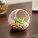 Verdura Minulle Succulents in Clear Glass-Artificial Flowers & Plants-thumbnailMobile-0