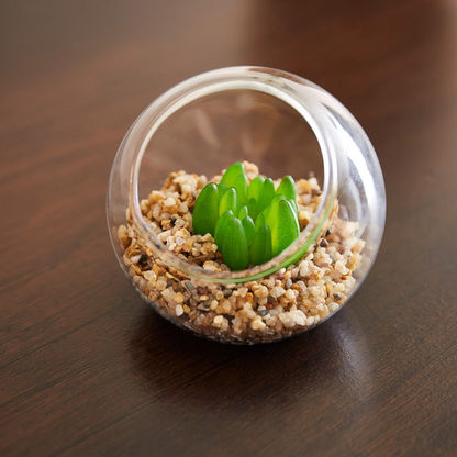 Verdura Minulle Succulents in Clear Glass