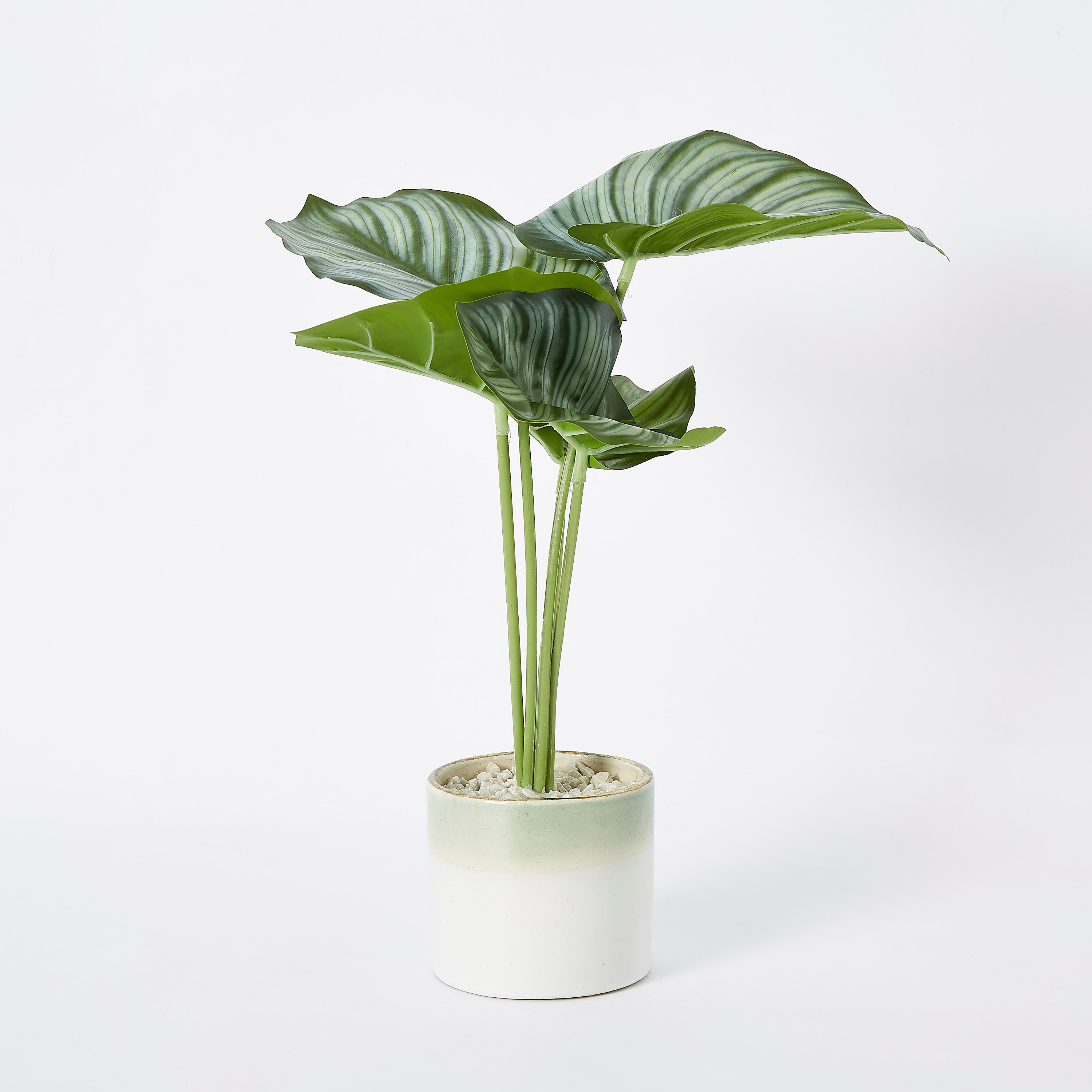 Livia White Spotted Leaves in Ceramic Pot - 10x25 cm-hbxdecorandfurnishings-homeaccessories-artificialflowersandplants-image-4