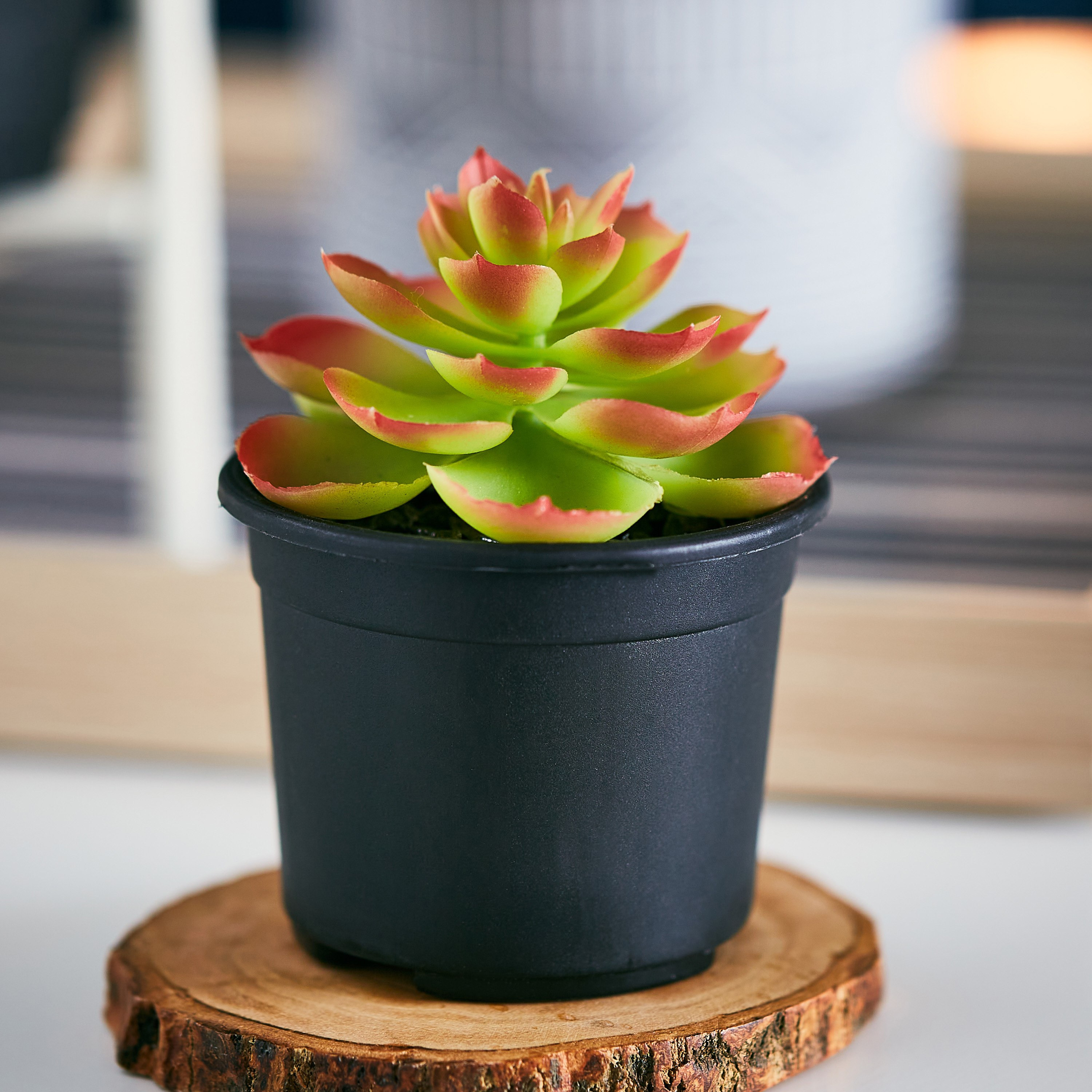 نبتة عصارية صغيرة في إصيص بلاستيك من ليفيا - 8x8 سم-hbxdecorandfurnishings-homeaccessories-artificialflowersandplants-image-1