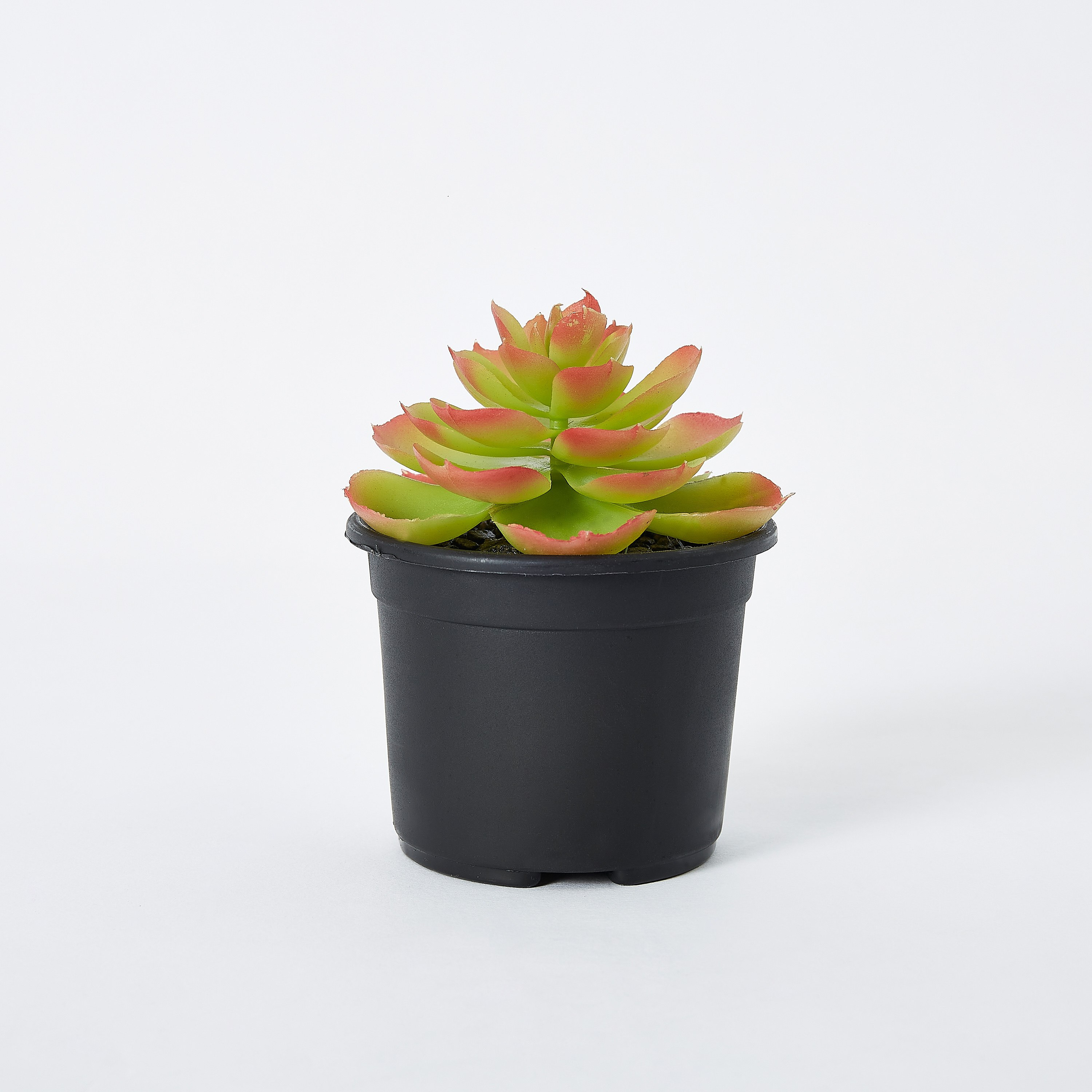 نبتة عصارية صغيرة في إصيص بلاستيك من ليفيا - 8x8 سم-hbxdecorandfurnishings-homeaccessories-artificialflowersandplants-image-4