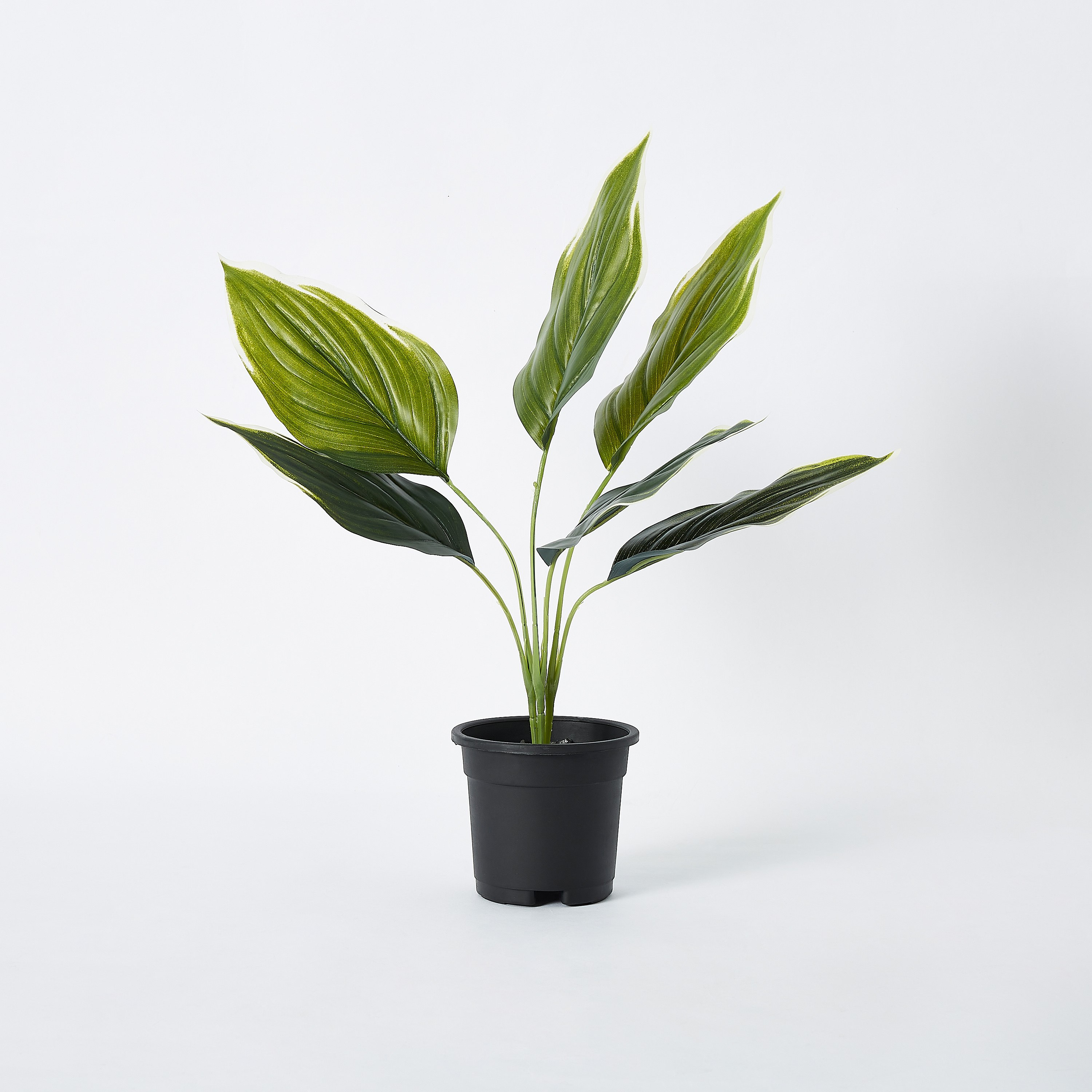 نبتة متنوعة في إصيص بلاستيك من ليفيا - 11x38 سم-hbxdecorandfurnishings-homeaccessories-artificialflowersandplants-image-5