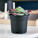 Livia Large Succulent In Plastic Pot - 11x17 cm-Artificial Flowers and Plants-thumbnail-0