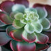 Livia Large Succulent In Plastic Pot - 11x17 cm-Artificial Flowers and Plants-thumbnailMobile-1