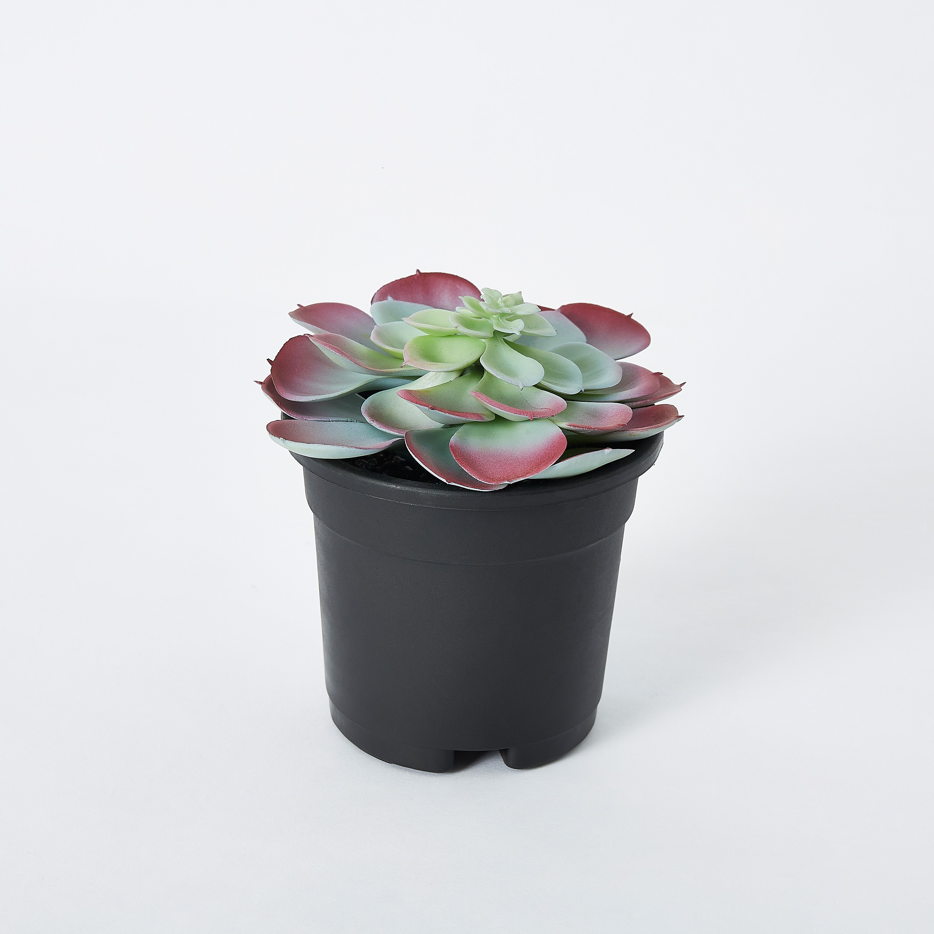 نبتة عصاري كبيرة في إصيص بلاستيك من ليفيا - 11x17 سم-hbxdecorandfurnishings-homeaccessories-artificialflowersandplants-image-4