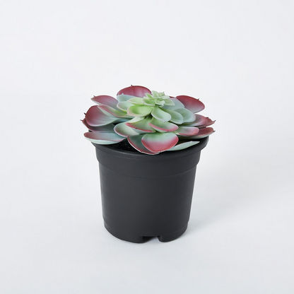 Livia Large Succulent In Plastic Pot - 11x17 cms