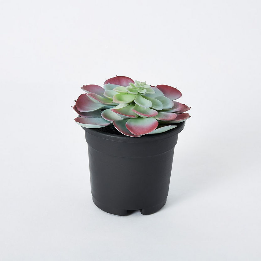 Livia Large Succulent In Plastic Pot - 11x17 cm-Artificial Flowers and Plants-image-3