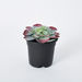 Livia Large Succulent In Plastic Pot - 11x17 cm-Artificial Flowers and Plants-thumbnail-3