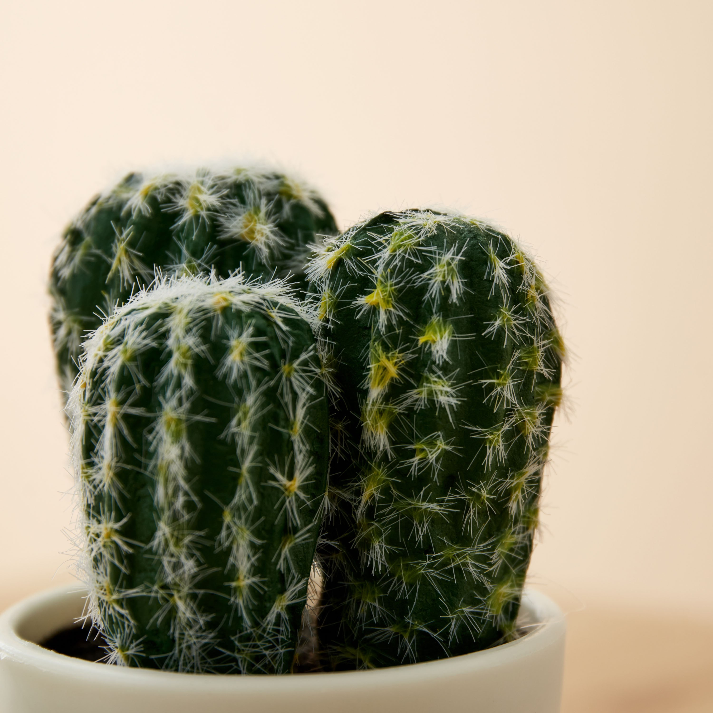 نبات صغير من إيدينك - 8x8x14 سم-hbxdecorandfurnishings-homeaccessories-artificialflowersandplants-image-3