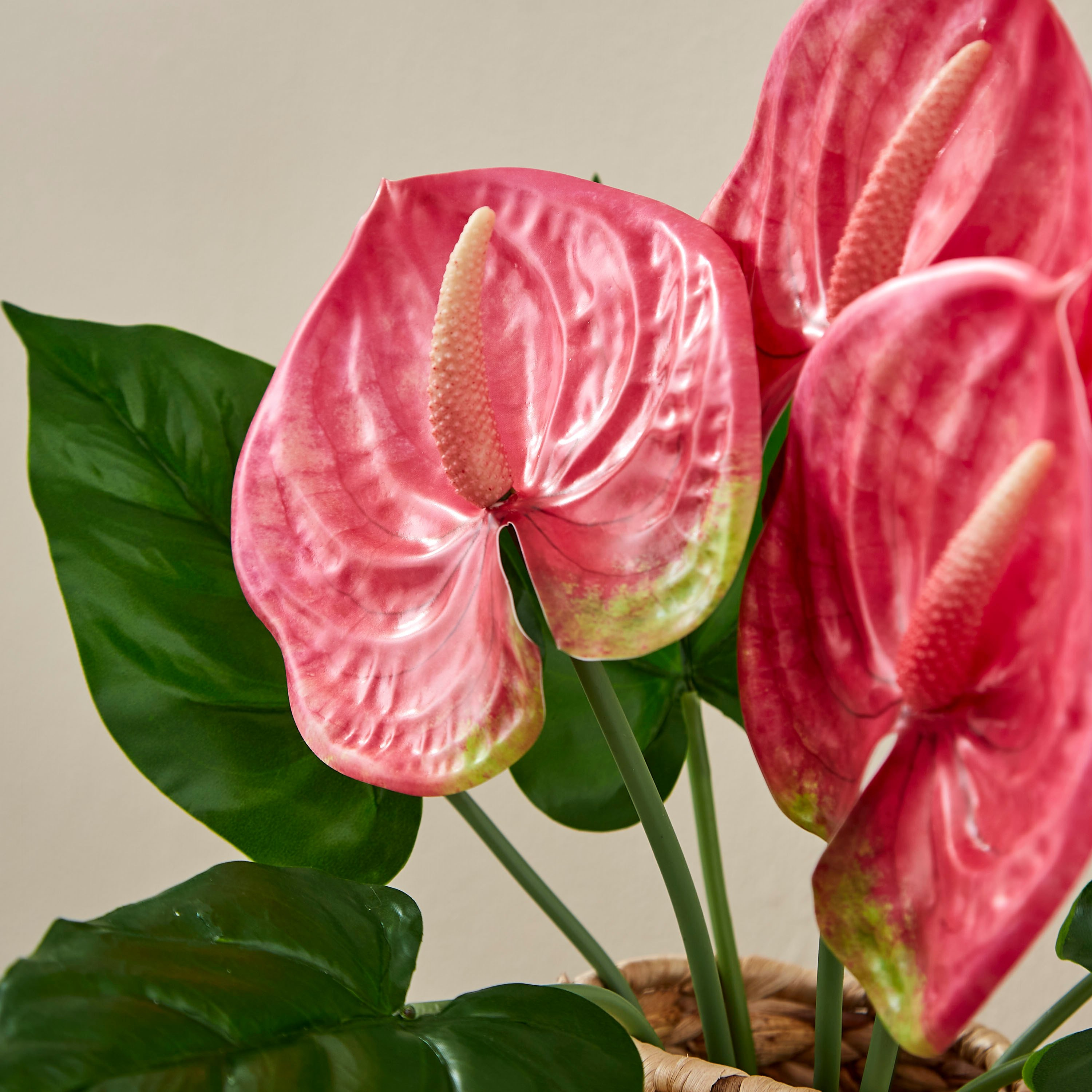 ساق نبات أنثوريوم بـ3 رؤوس من آريا - 43 سم-hbxdecorandfurnishings-homeaccessories-artificialflowersandplants-image-2