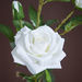 Aria 3-Head Velvet Rose Stem - 76 cm-Artificial Flowers and Plants-thumbnail-1