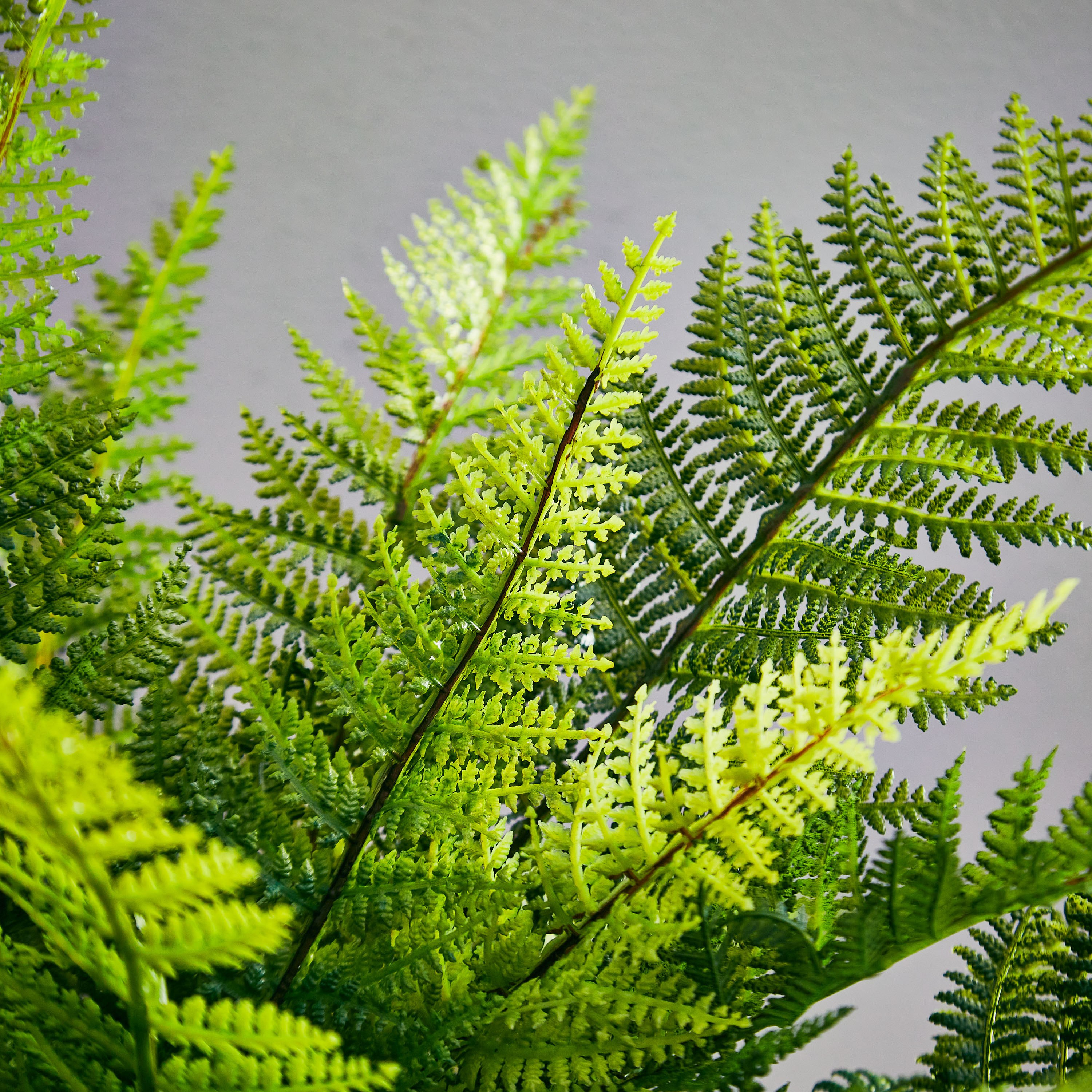 فيرن بانش من أريا - 50 سم-hbxdecorandfurnishings-homeaccessories-artificialflowersandplants-image-2