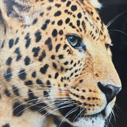 Evora Leopard Glossy Canvas Framed Picture - 60x3x60 cms