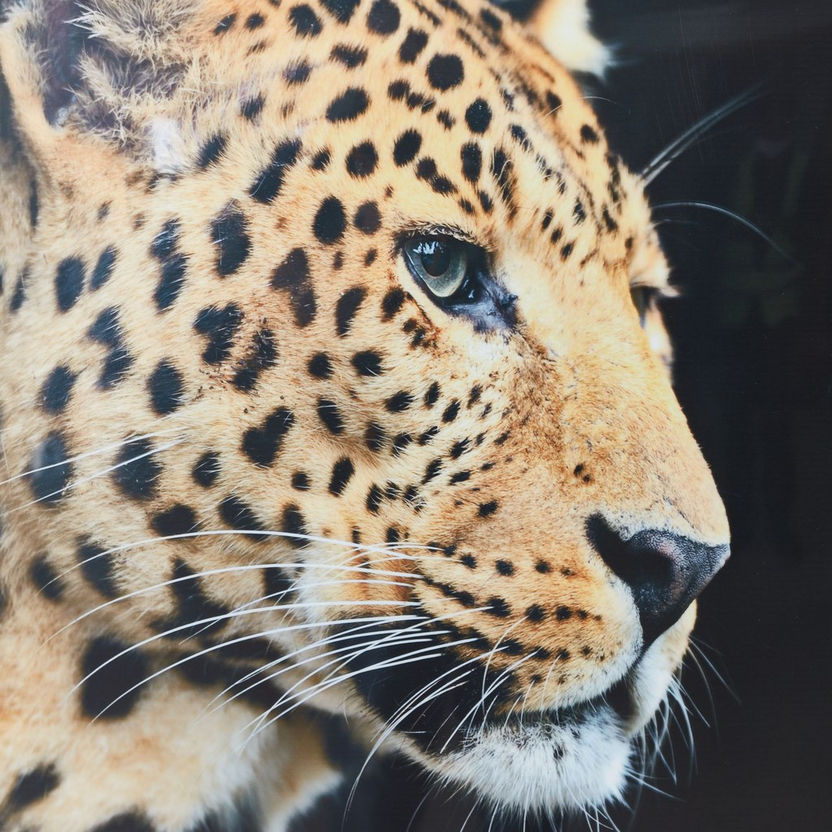 Evora Leopard Glossy Canvas Framed Picture - 60x3x60 cm-Framed Pictures-image-3