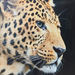Evora Leopard Glossy Canvas Framed Picture - 60x3x60 cm-Framed Pictures-thumbnailMobile-3