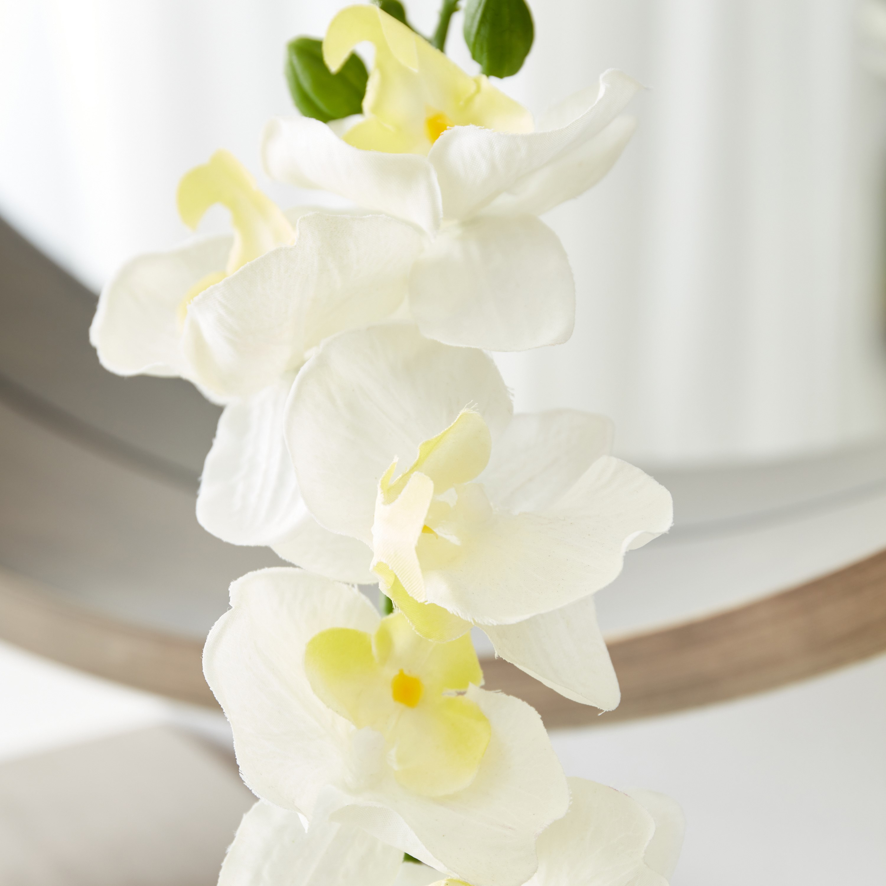 نبات بلوط سيمبيديوم في إناء زرع بلاستيك من هالي - 9x8x35 سم-hbxdecorandfurnishings-homeaccessories-artificialflowersandplants-image-3