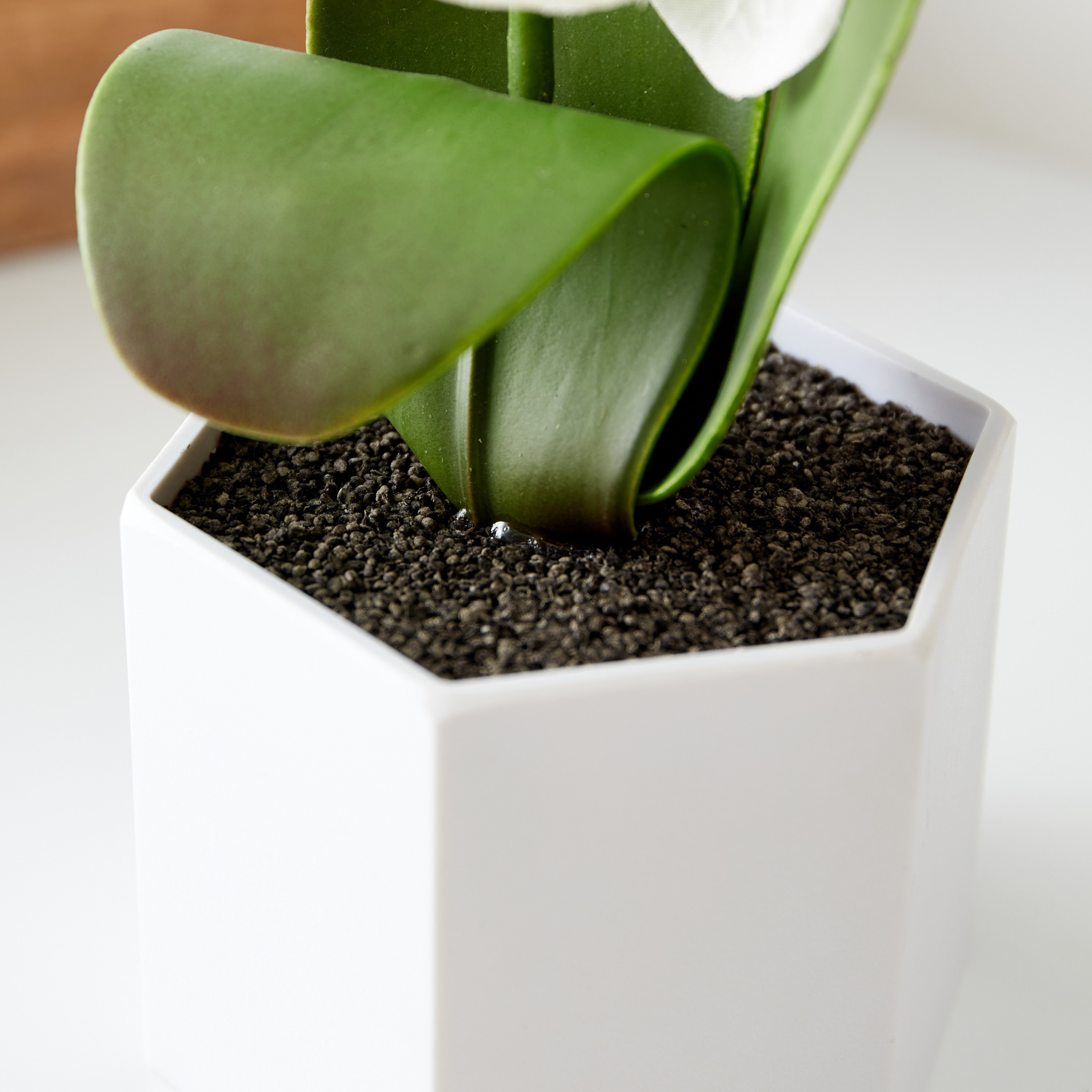 نبات بلوط سيمبيديوم في إناء زرع بلاستيك من هالي - 9x8x35 سم-hbxdecorandfurnishings-homeaccessories-artificialflowersandplants-image-4