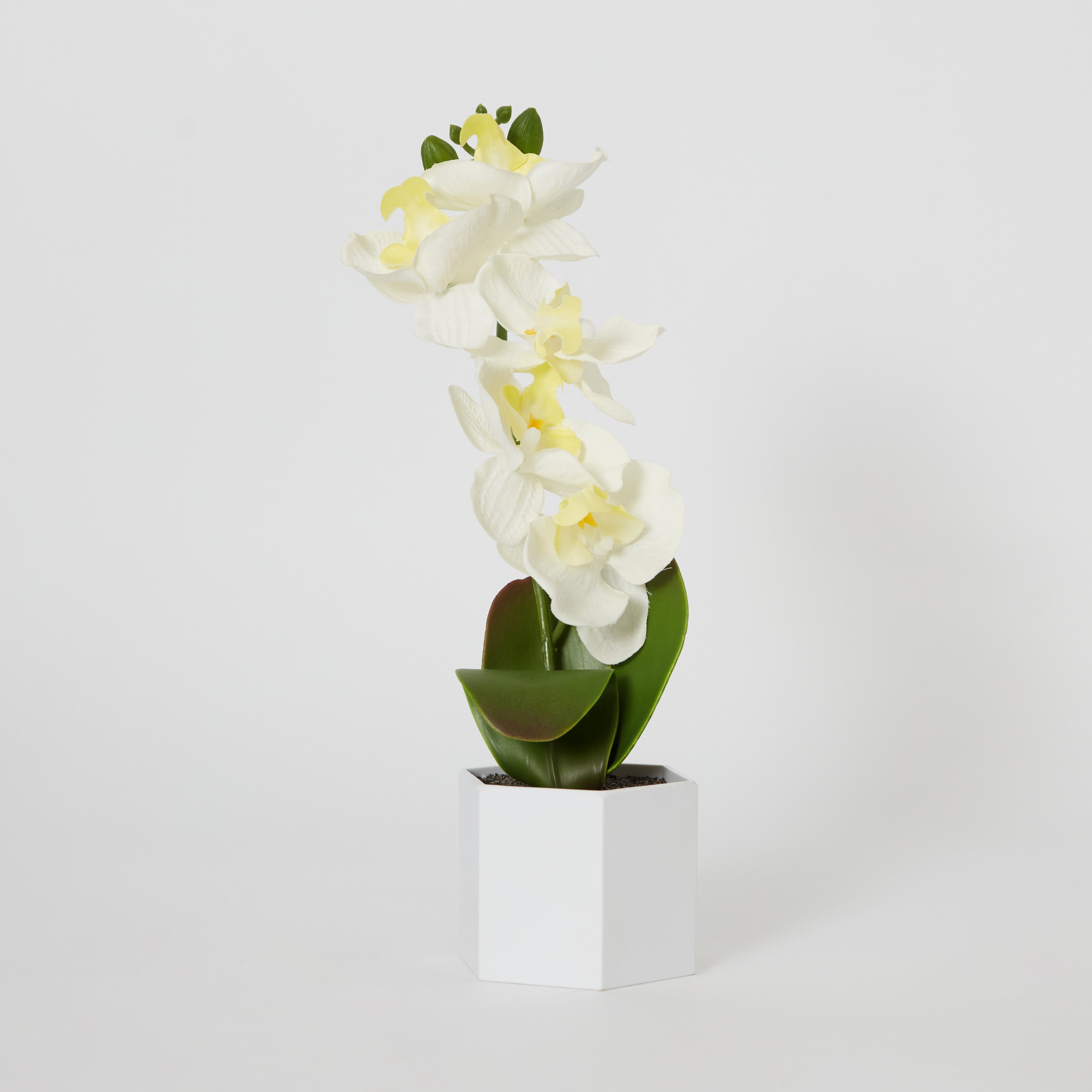 نبات بلوط سيمبيديوم في إناء زرع بلاستيك من هالي - 9x8x35 سم-hbxdecorandfurnishings-homeaccessories-artificialflowersandplants-image-6