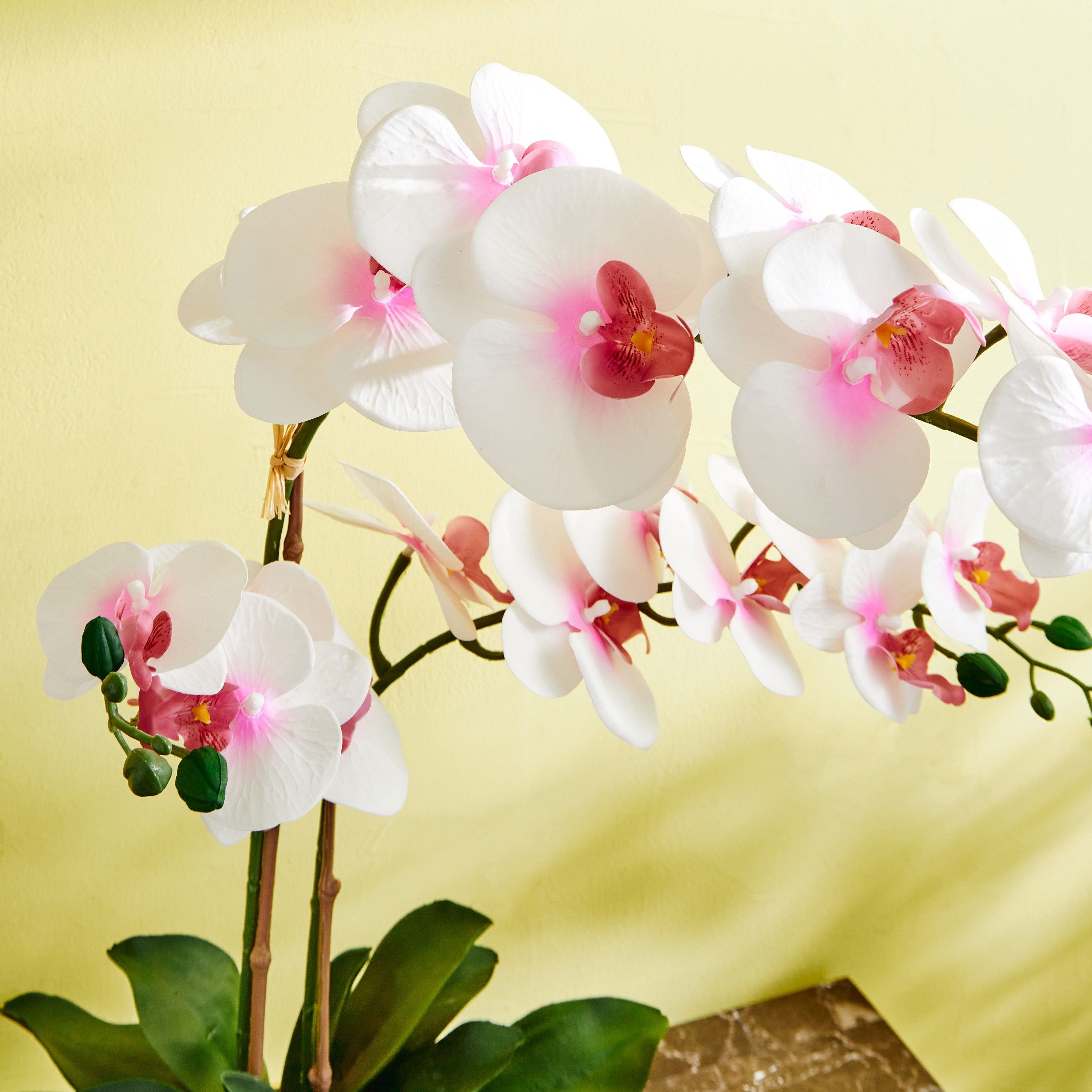 نبات أوركيد في إناء سيراميك من هالي - 64 سم-hbxdecorandfurnishings-homeaccessories-artificialflowersandplants-image-2