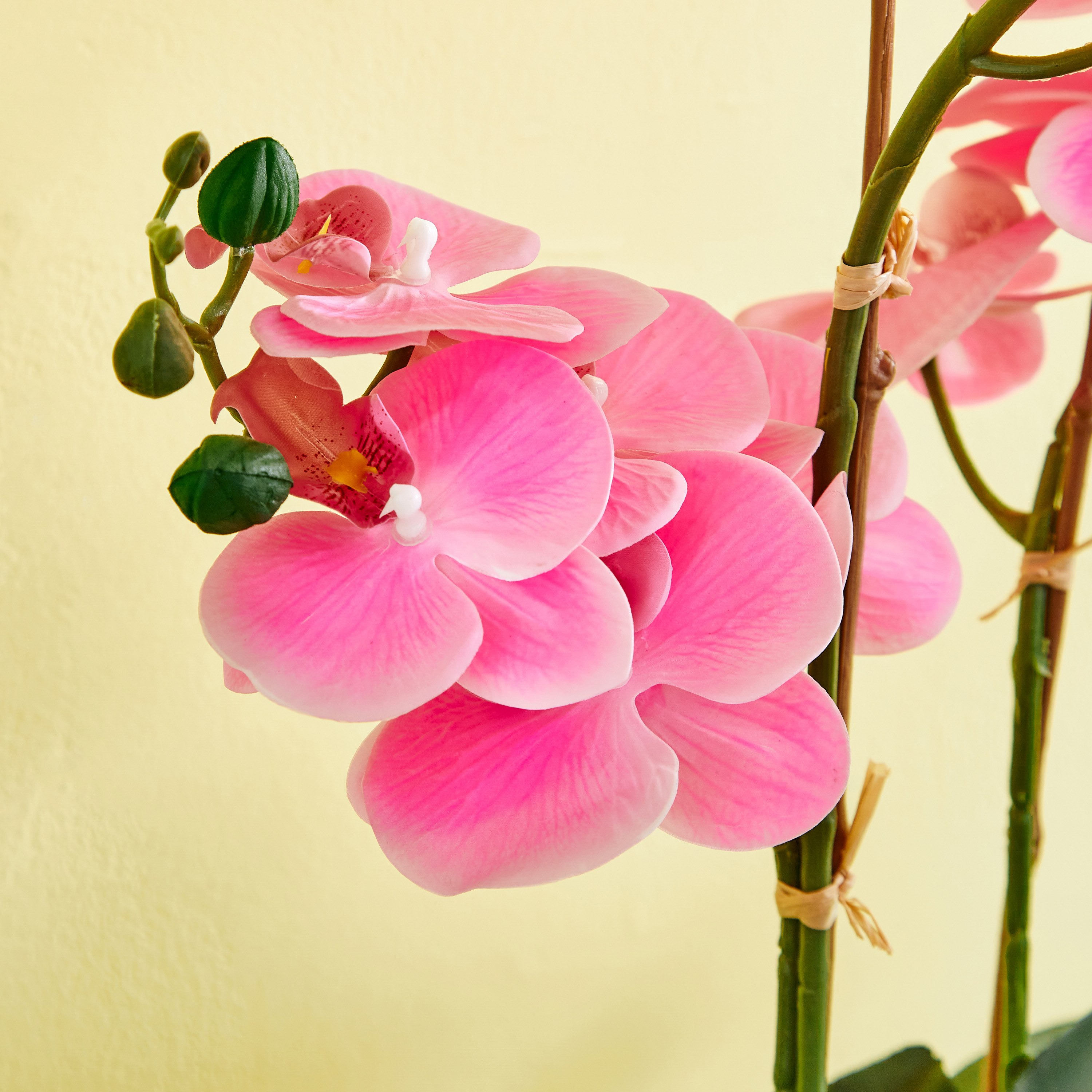 نبات أوركيد في إناء سيراميك من هالي - 70 سم-hbxdecorandfurnishings-homeaccessories-artificialflowersandplants-image-3