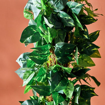 Teodora Pothos Tree - 122 cms