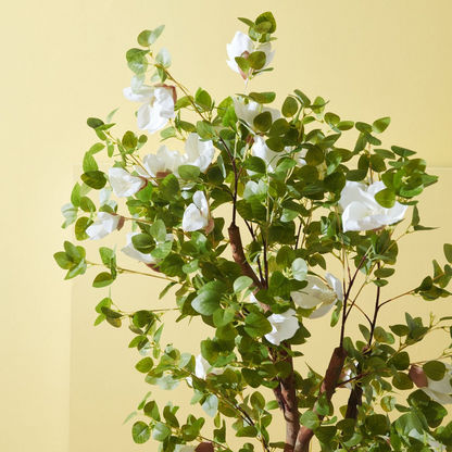Teodora Magnolia Tree with White Flowers - 158 cm