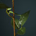 Aria Rose Flower Stem - 53 cm-Artificial Flowers and Plants-thumbnail-1