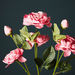 Aria 6-Heads Camellia Flowers Stem - 80 cm-Artificial Flowers and Plants-thumbnail-1