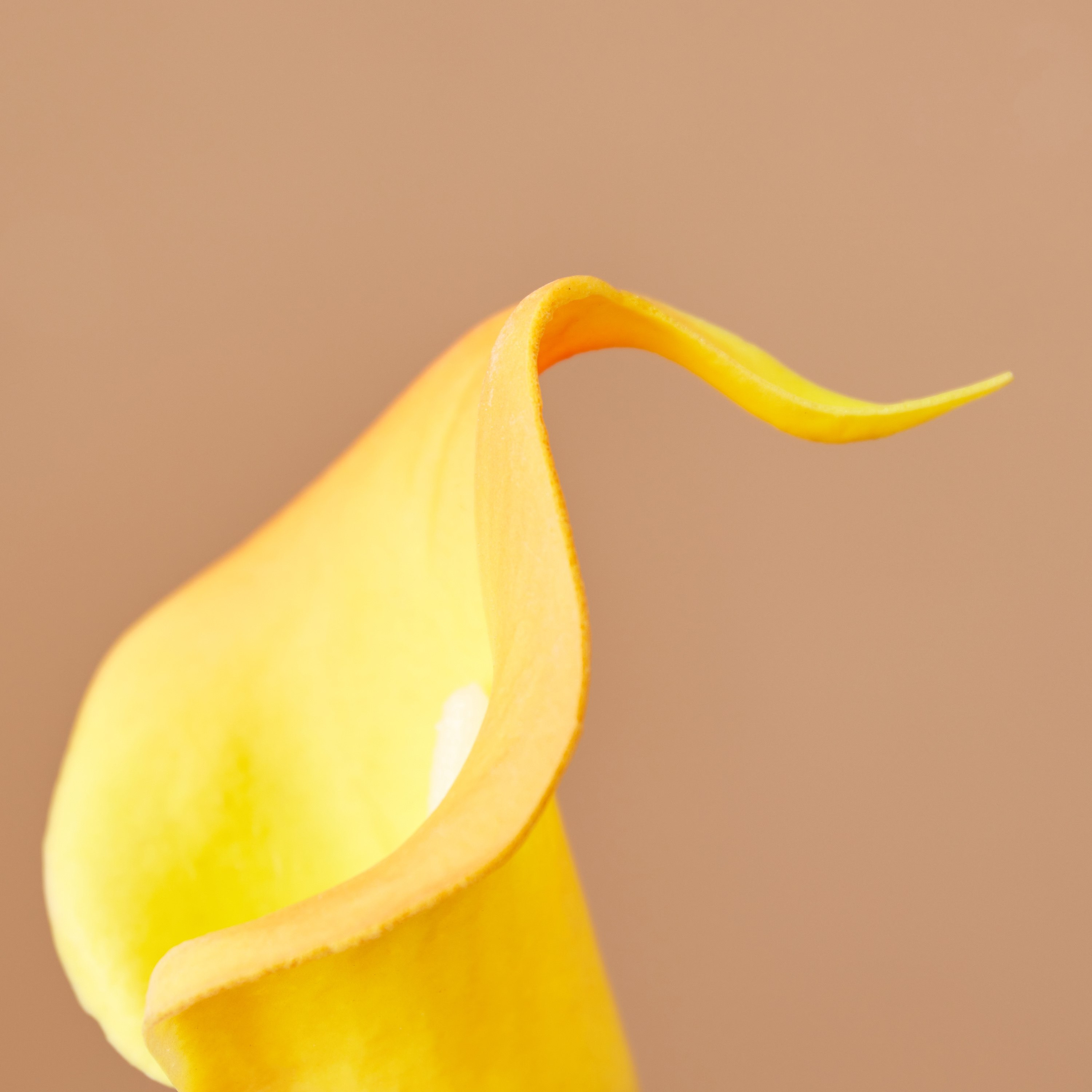Aria PU Lily Stem - 36 cm-hbxdecorandfurnishings-homeaccessories-artificialflowersandplants-image-3