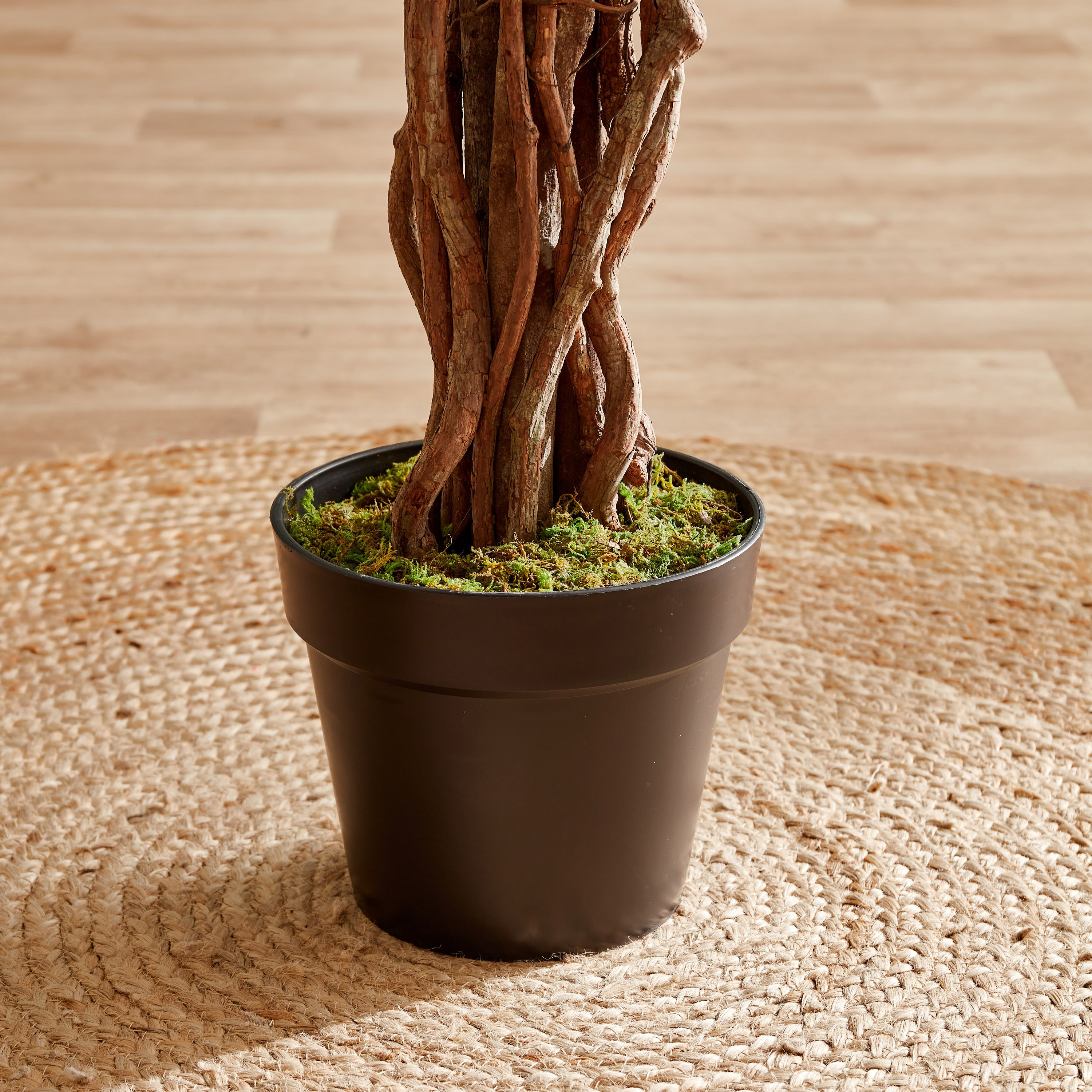 نبات الجهنمية في إناء زرع من سيارا - 150 سم-hbxdecorandfurnishings-homeaccessories-artificialflowersandplants-image-3