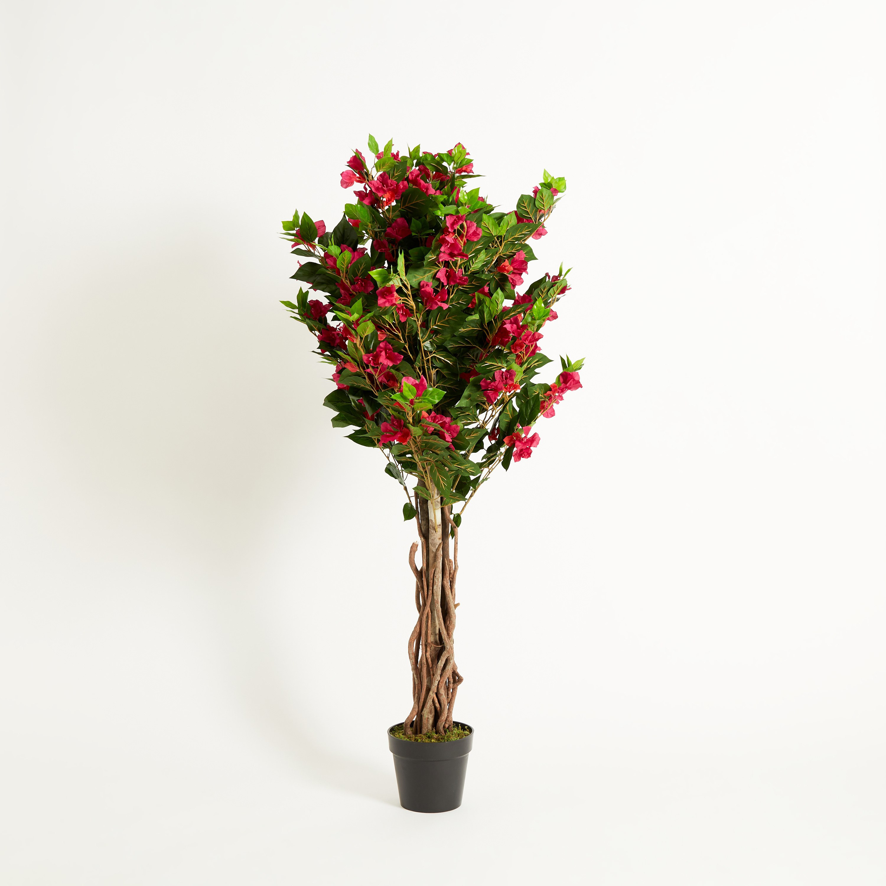 نبات الجهنمية في إناء زرع من سيارا - 150 سم-hbxdecorandfurnishings-homeaccessories-artificialflowersandplants-image-5