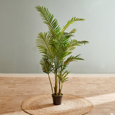Cyara Areca Palm Tree with Pot - 160 cms