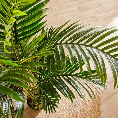 Cyara Areca Palm Tree with Pot - 160 cms