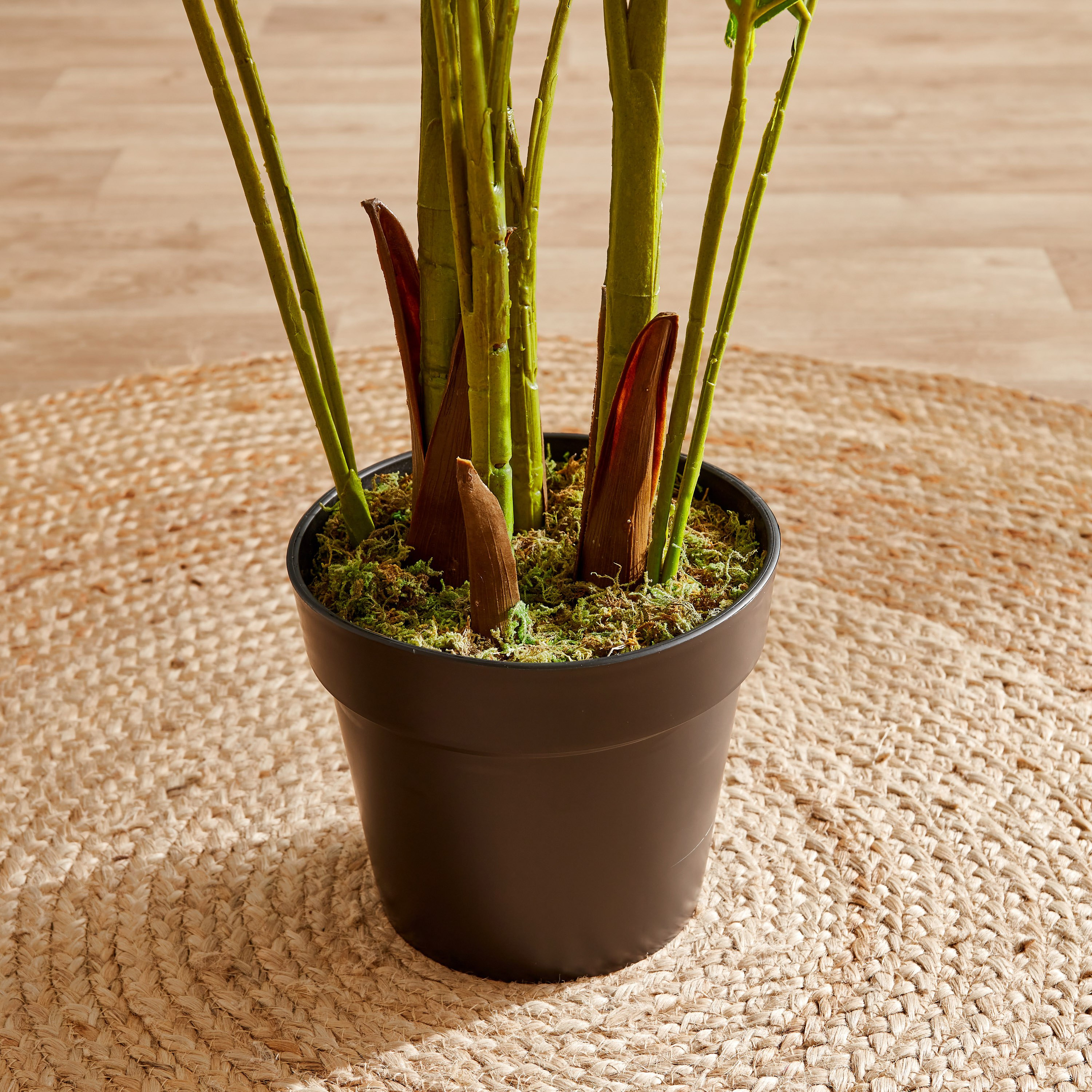 نخلة أريكا في إناء زرع من سيارا - 160 سم-hbxdecorandfurnishings-homeaccessories-artificialflowersandplants-image-3
