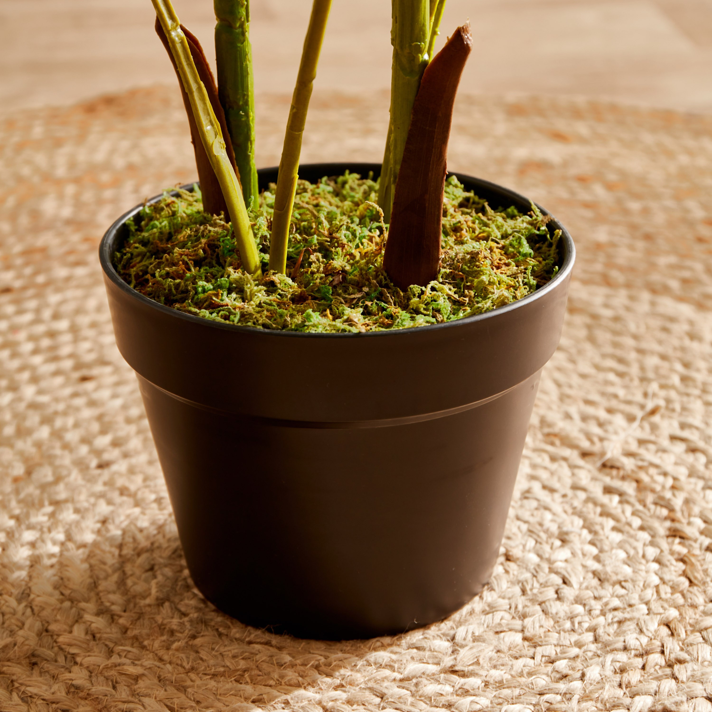 نخلة أريكا في إناء زرع من سيارا - 100 سم-hbxdecorandfurnishings-homeaccessories-artificialflowersandplants-image-3