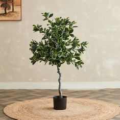Teodora Ficus Tree - 120 cm