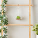 Lucy Transparent Hanging Planter with Succulent - 8x8x14 cm-Artificial Flowers and Plants-thumbnailMobile-4
