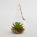 Lucy Transparent Hanging Planter with Succulent - 8x8x14 cm-Artificial Flowers and Plants-thumbnail-5