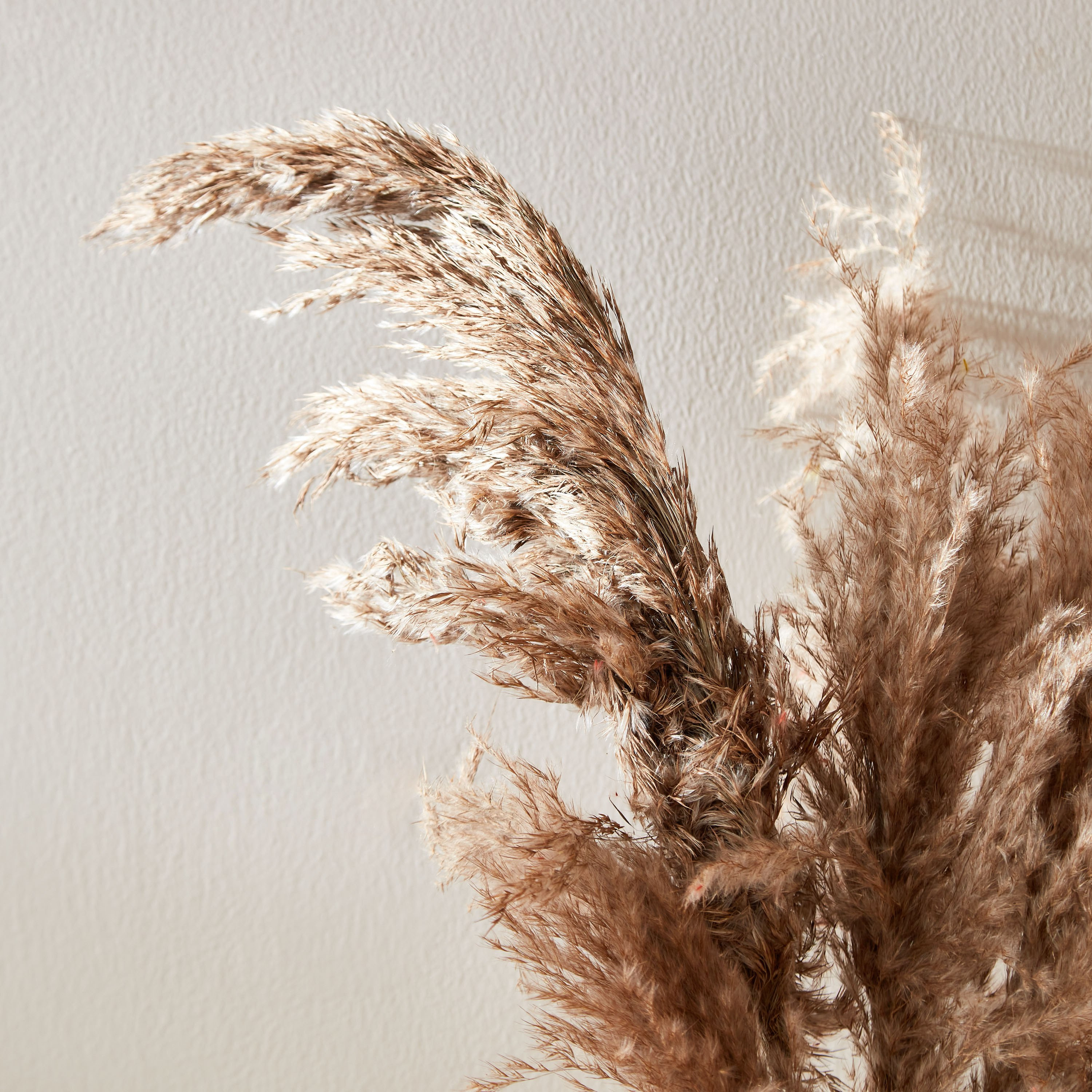 طقم أغصان بامباس مجففة 5 قطع من أروين-hbxdecorandfurnishings-homeaccessories-artificialflowersandplants-image-2
