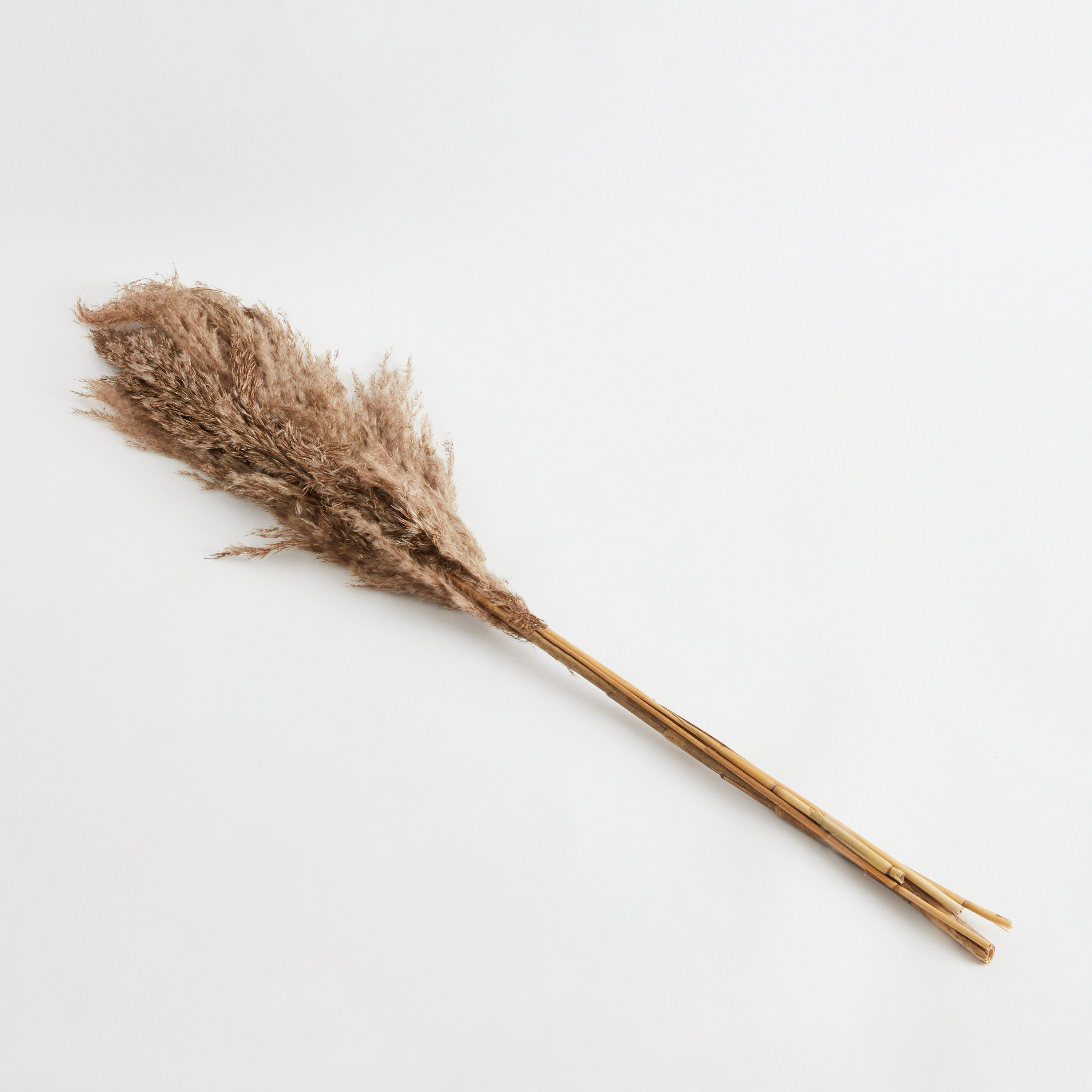 طقم أغصان بامباس مجففة 5 قطع من أروين-hbxdecorandfurnishings-homeaccessories-artificialflowersandplants-image-4