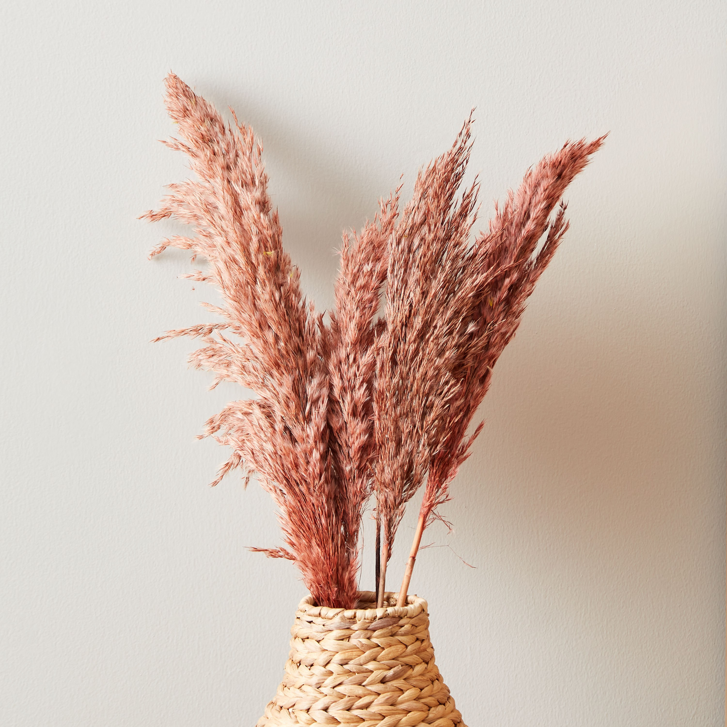 طقم أغصان بامباس مجففة 5 قطع من أروين-hbxdecorandfurnishings-homeaccessories-artificialflowersandplants-image-1