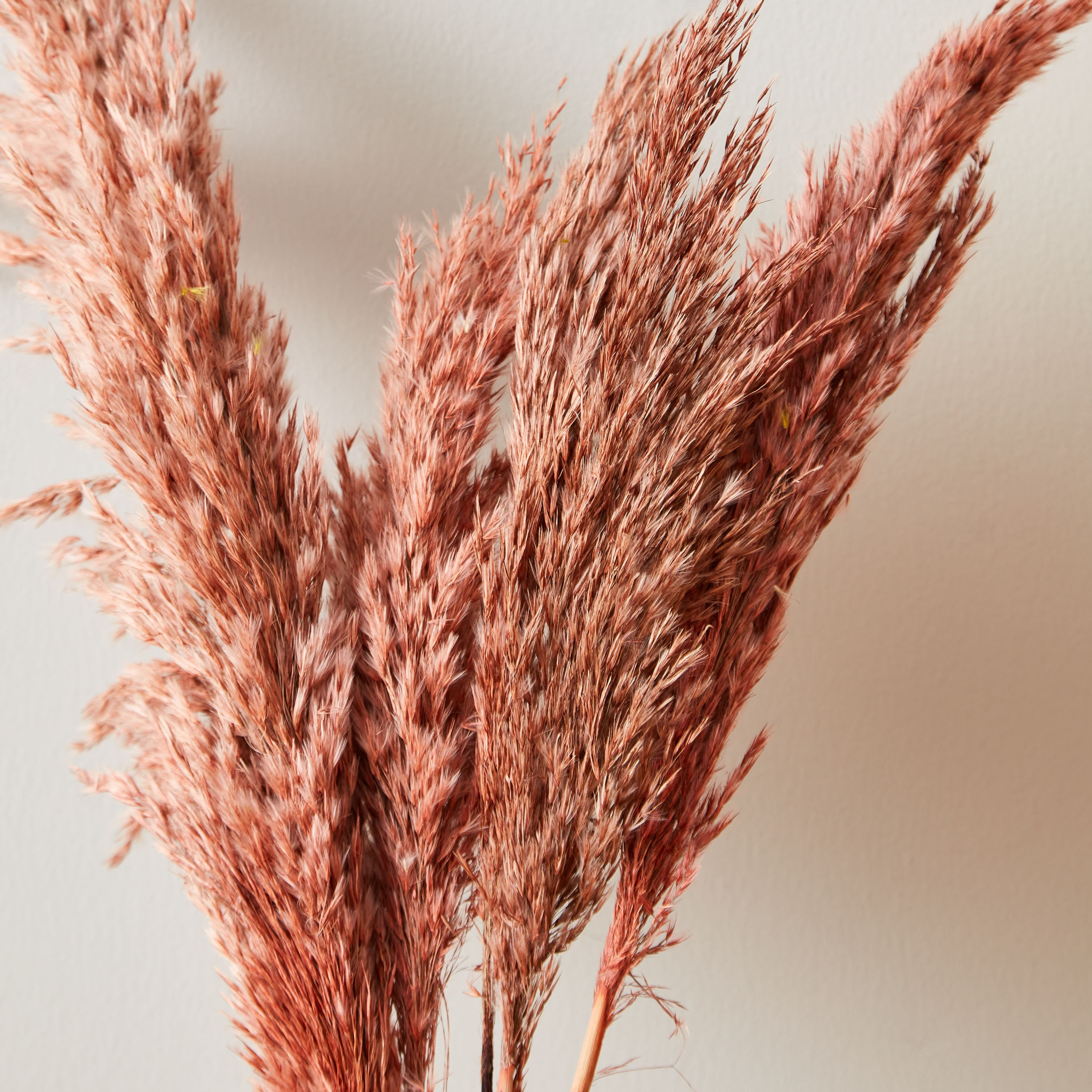 طقم أغصان بامباس مجففة 5 قطع من أروين-hbxdecorandfurnishings-homeaccessories-artificialflowersandplants-image-2