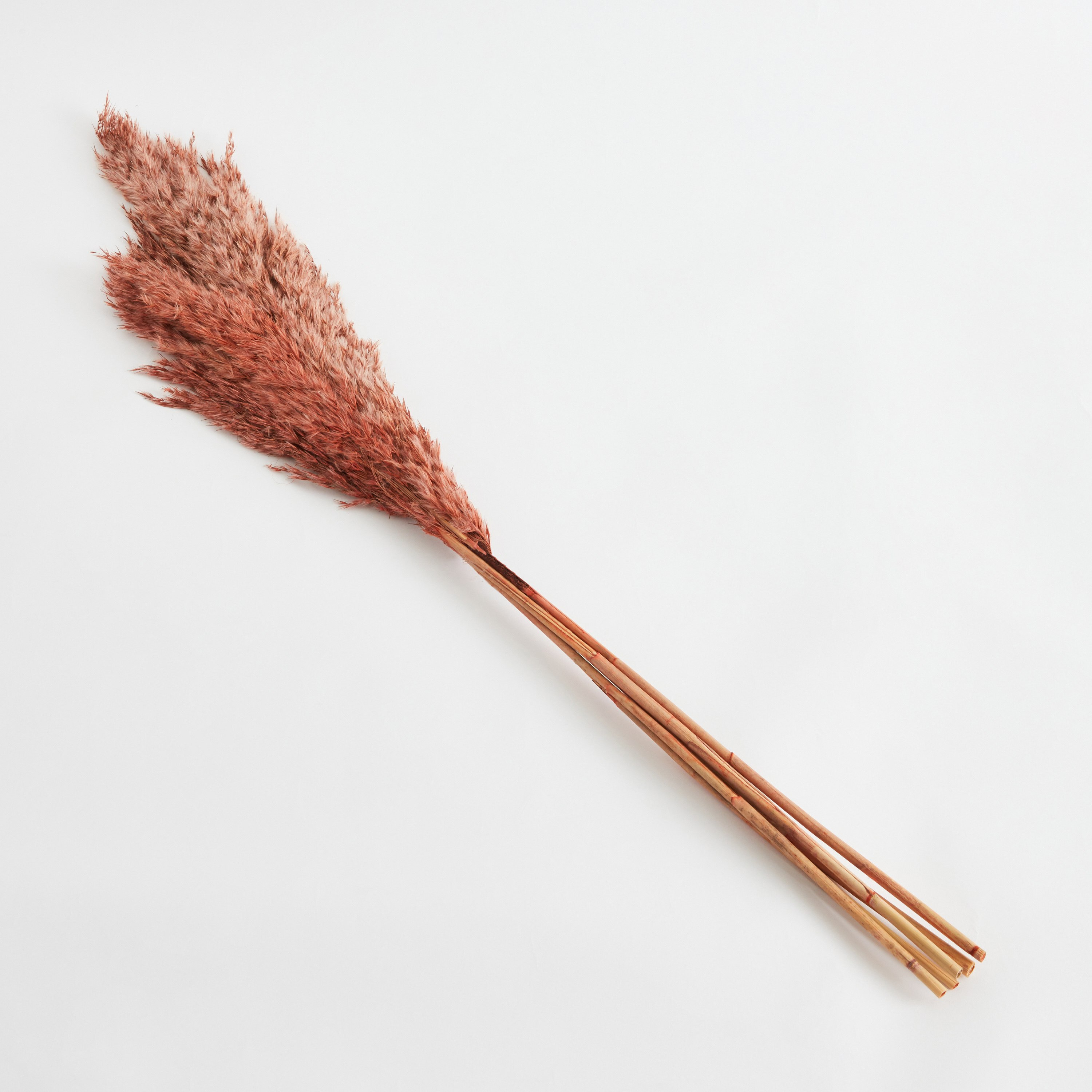 طقم أغصان بامباس مجففة 5 قطع من أروين-hbxdecorandfurnishings-homeaccessories-artificialflowersandplants-image-4
