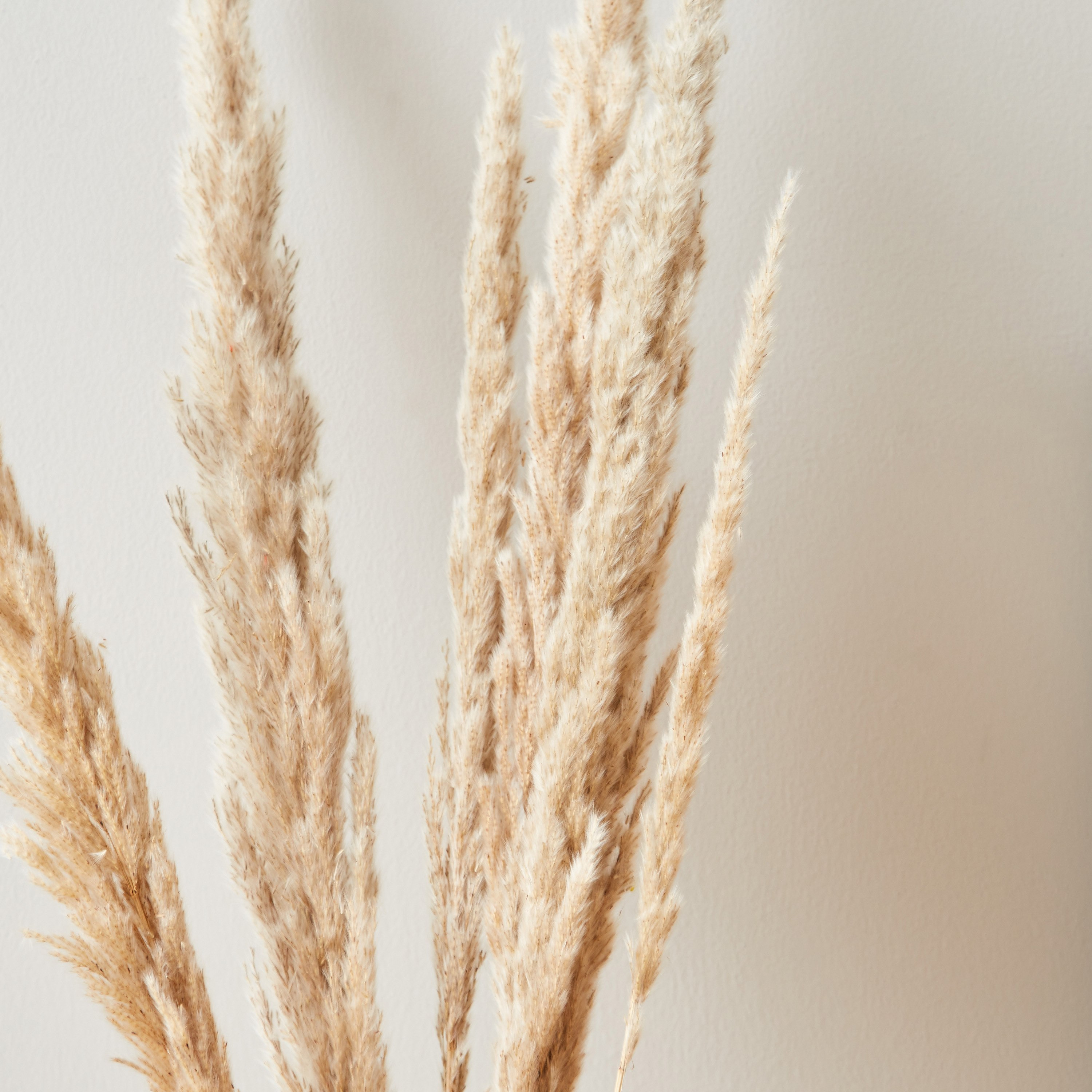 طقم أغصان بامباس مجففة 5 قطع من أروين-hbxdecorandfurnishings-homeaccessories-artificialflowersandplants-image-2