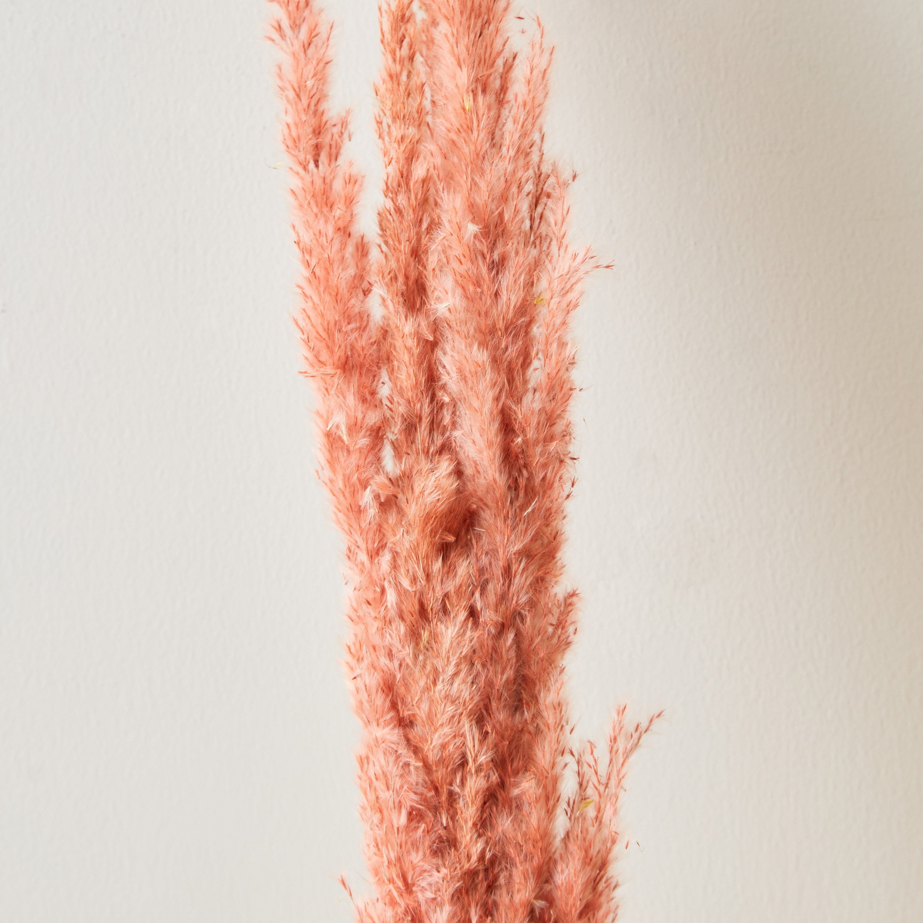 بامباس مجفف من أروين - طقم من 5 قطع-hbxdecorandfurnishings-homeaccessories-artificialflowersandplants-image-2